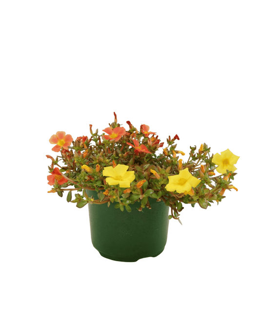 Portulaca 'Confetti Garden Cupcake Party' - The Garden Corner