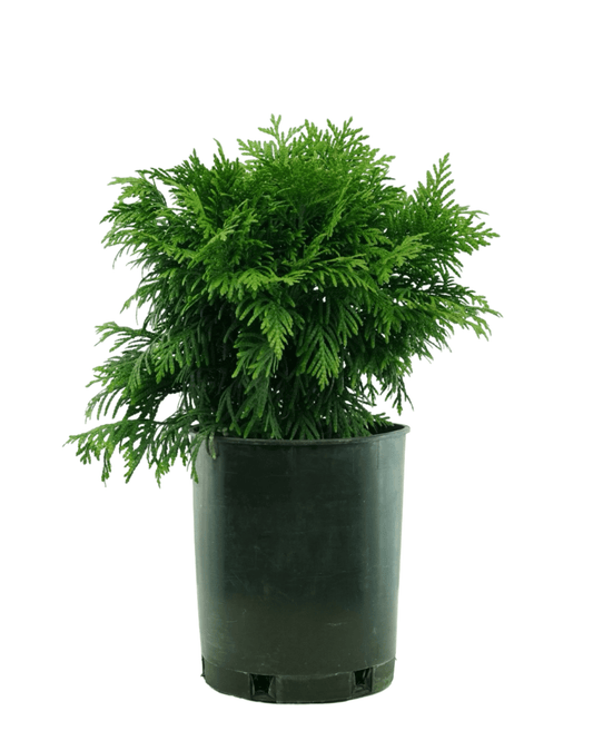 Thuja plicata 'Gruene Kugel' - The Garden Corner