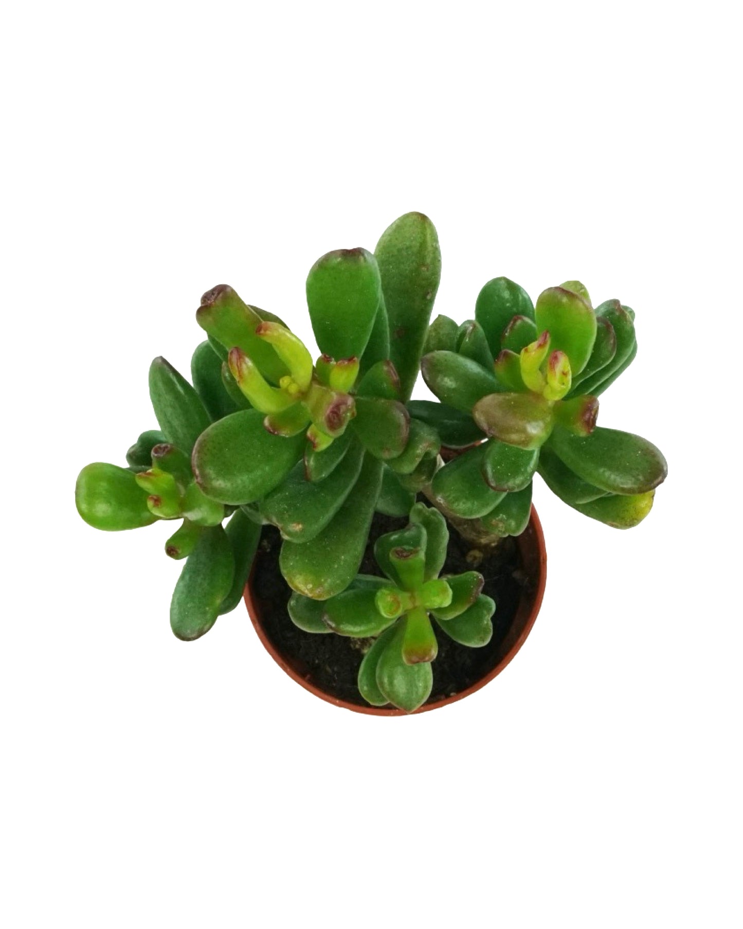 Crassula ovata
