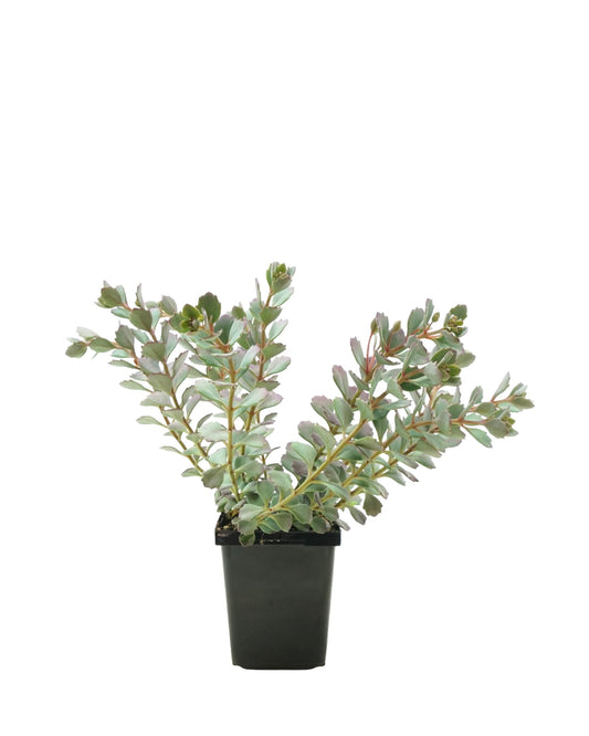Sedum cauticola 'Coca Cola' - The Garden Corner
