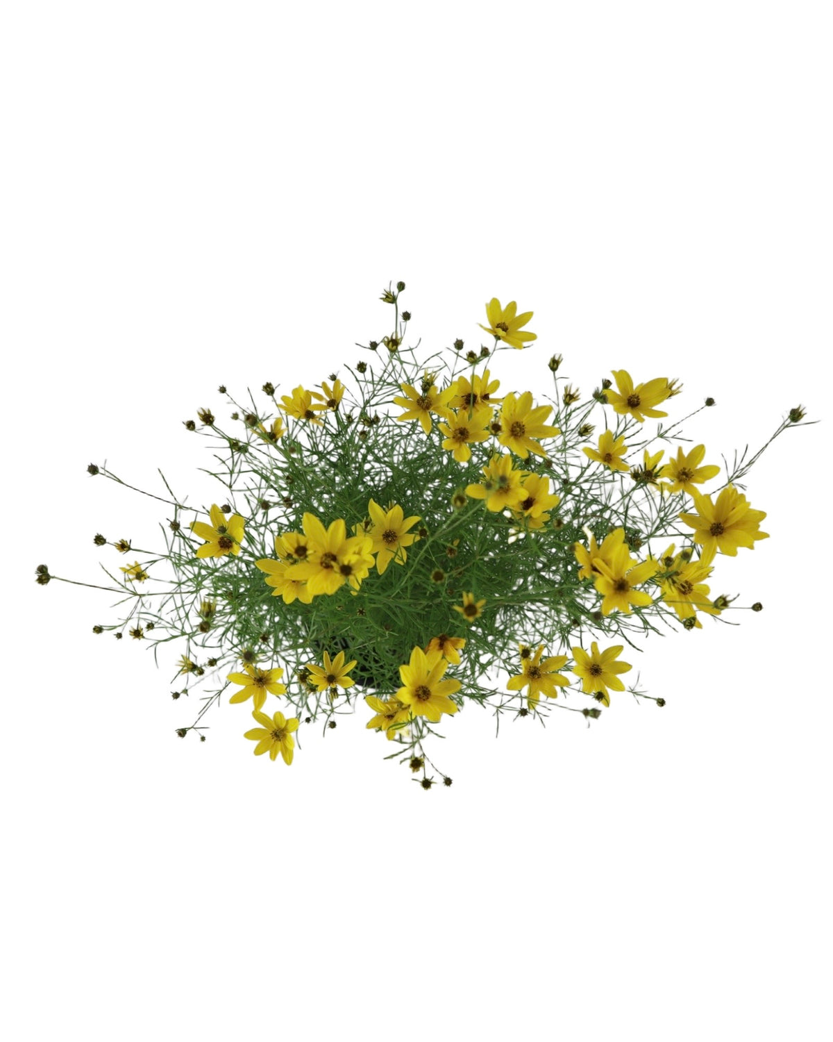 Coreopsis verticilliata 'Zagreb' - Perennials