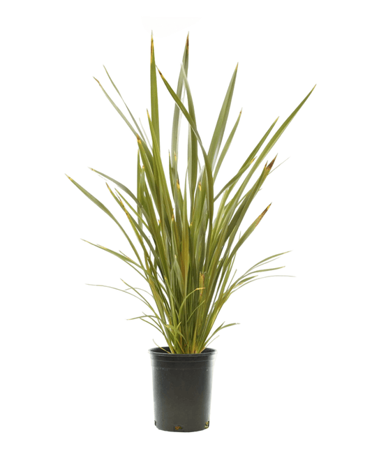 Phormium 'Black Rage' - The Garden Corner