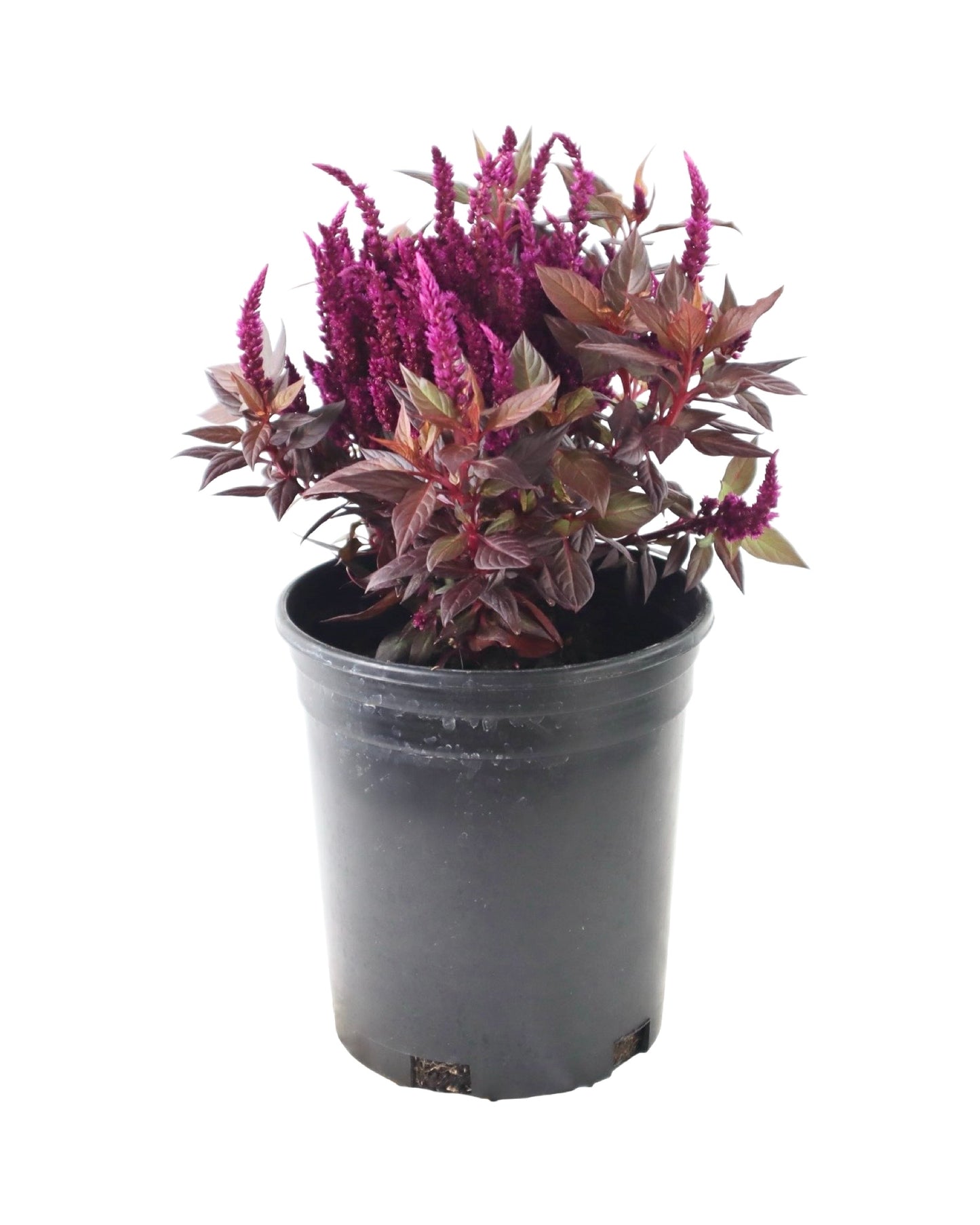 Celosia Kelos® Fire 'Purple' - Annuals