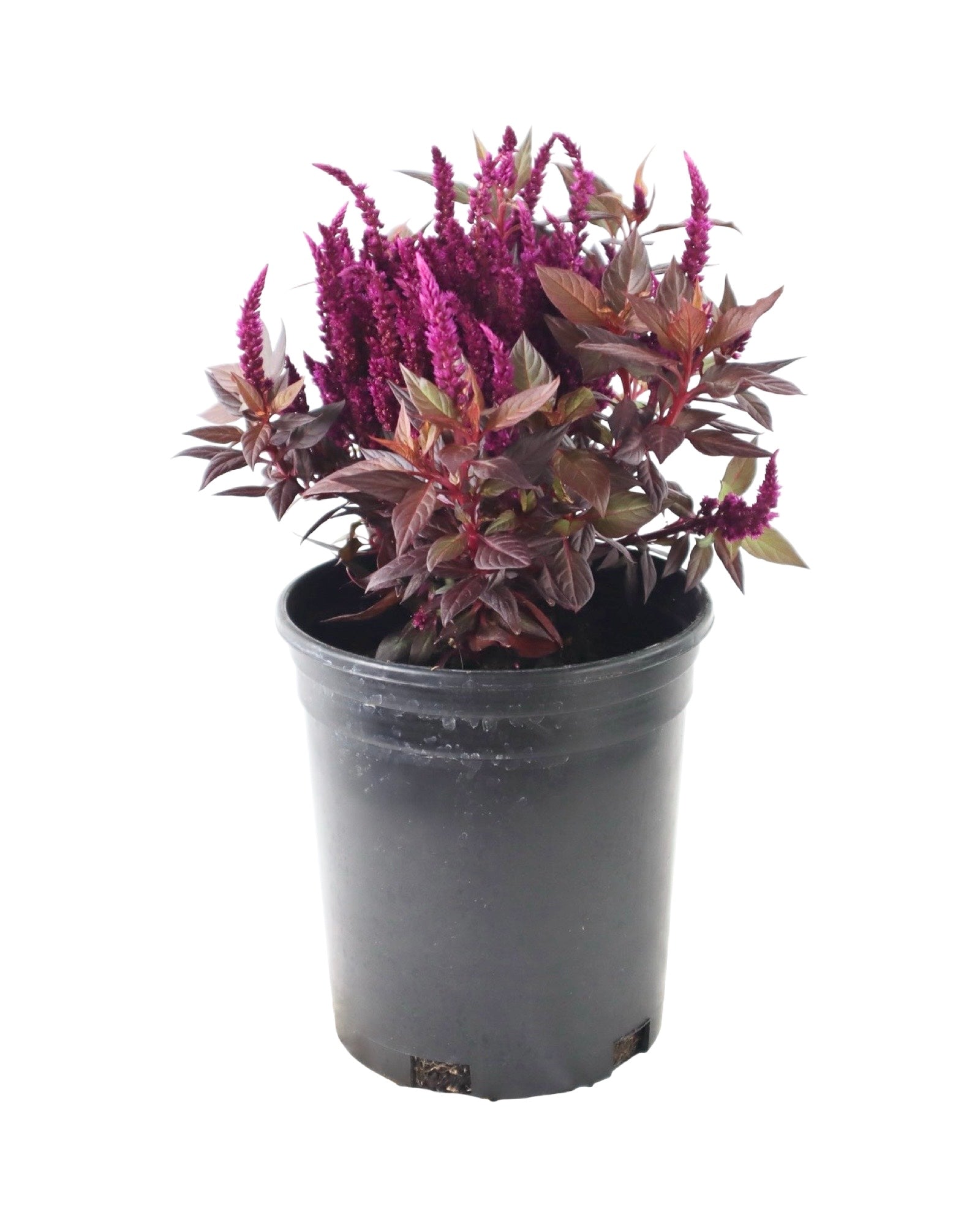 Celosia Kelos® Fire 'Purple' - Annuals
