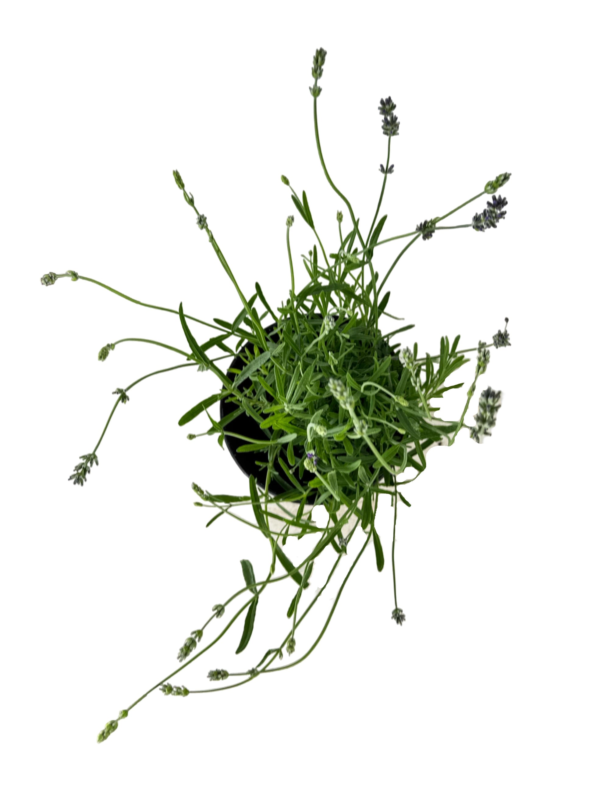 Lavandula angustifolia 'Buena Vista' - Herbs and Vegetables