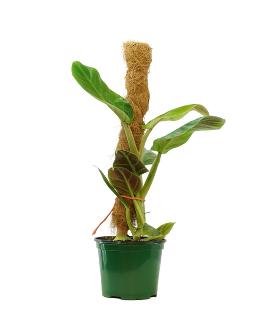 Philodendron subhastatum