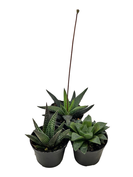 Haworthiopsis Assorted - House Plants