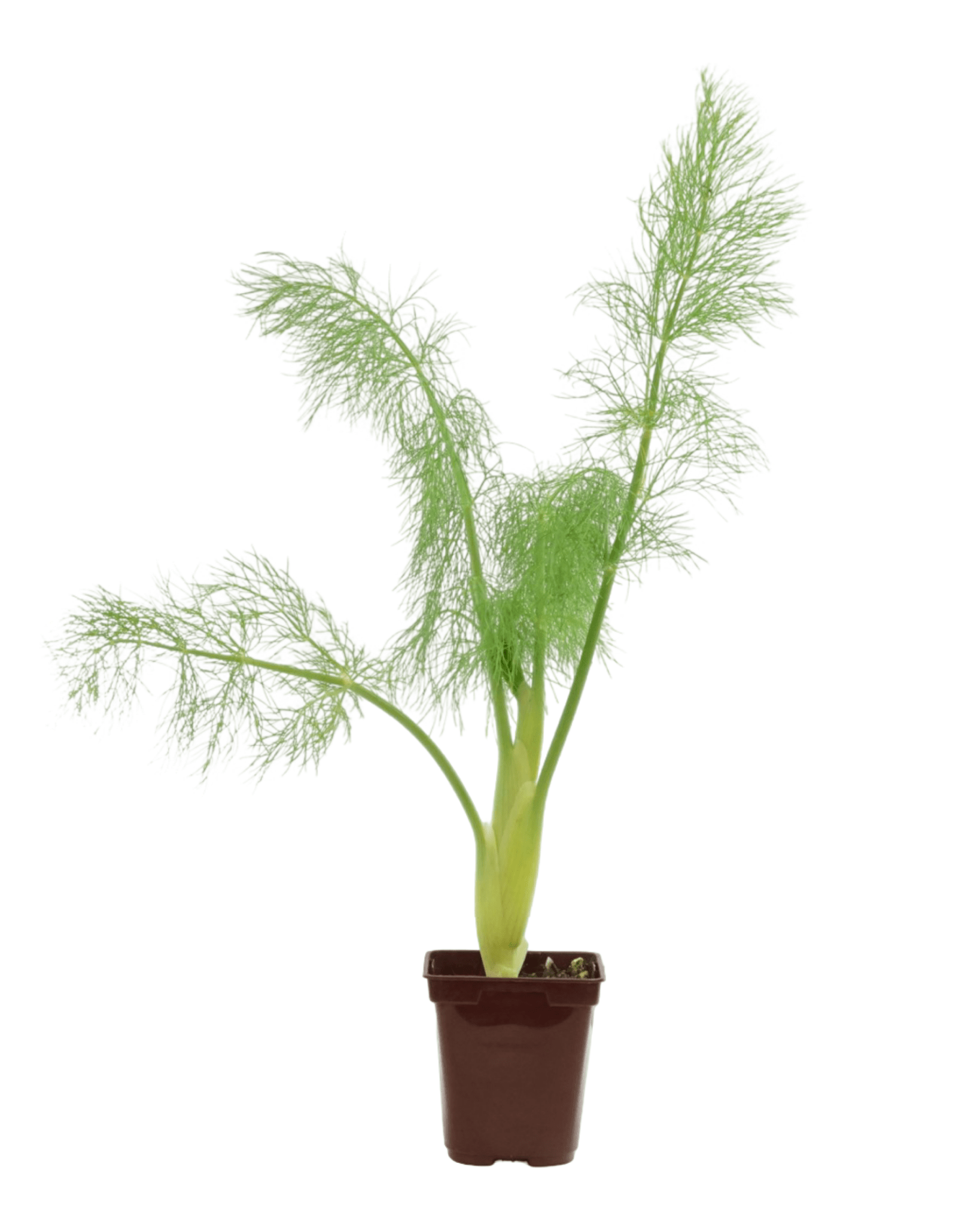Fennel 4 Inch - The Garden Corner