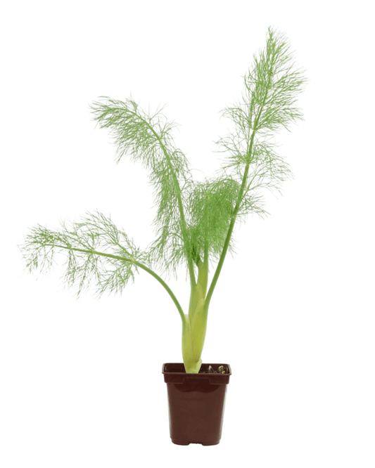 Fennel 4 Inch - The Garden Corner