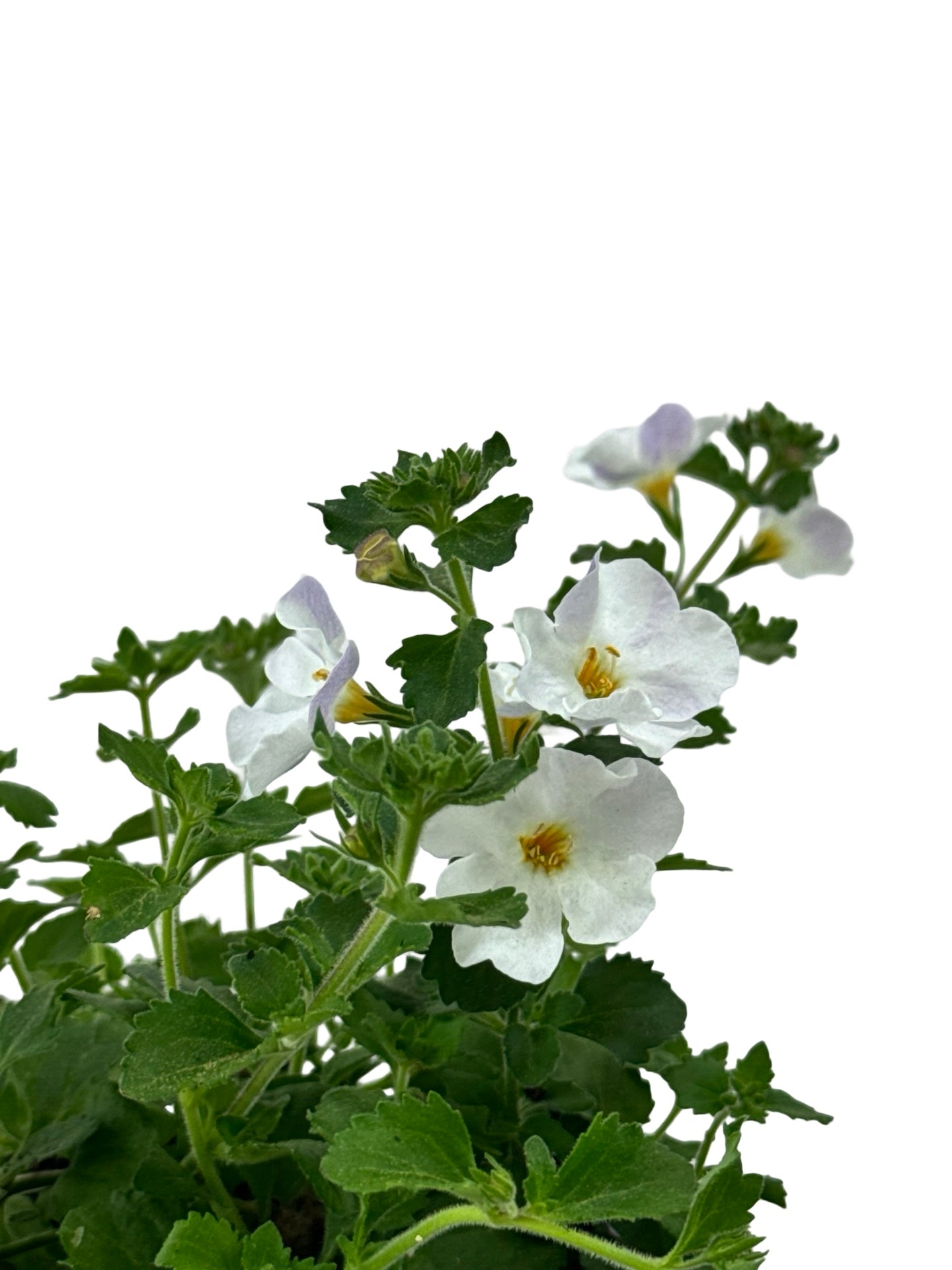 Bacopa 'Calypso Jumbo White' - Annuals