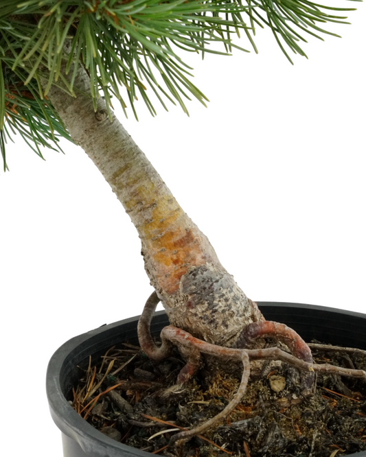 Pinus parviflora 'Aoi'