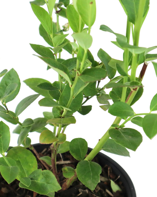 Blueberry 'Sweetheart' - Shrubs