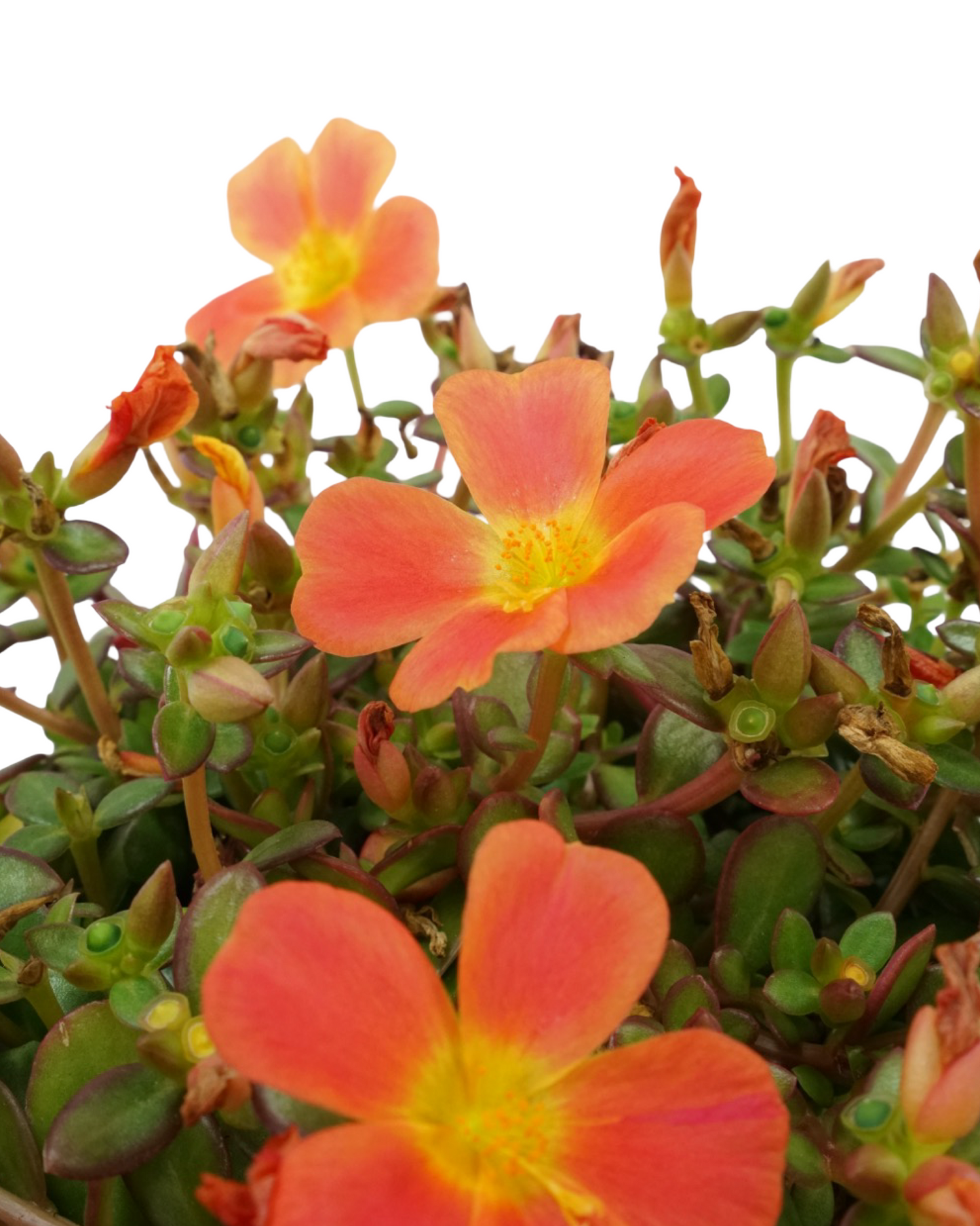 Portulaca 'Confetti Garden Cupcake Party'