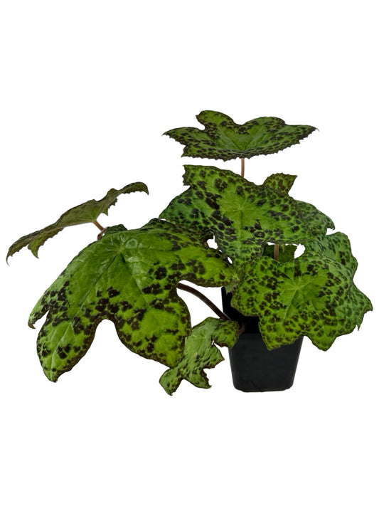 Podophyllum peltatum 'Spotty Dotty' - Perennials