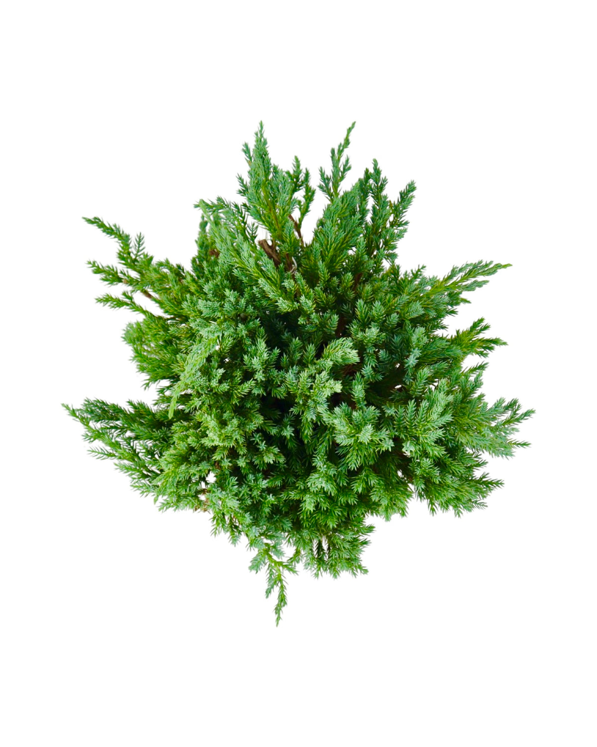 Juniperus squamata 'Blue Carpet' - Shrubs