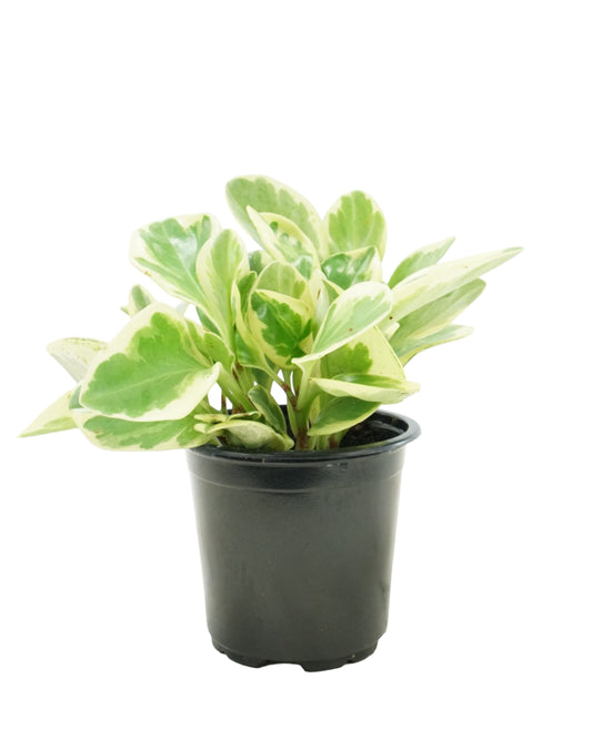 Peperomia obtusifolia 'Marble'