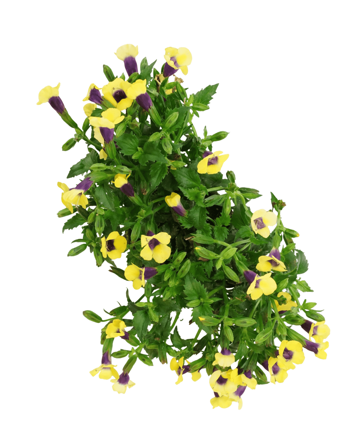 Torenia 'Catalina Gilded Grape' - The Garden Corner