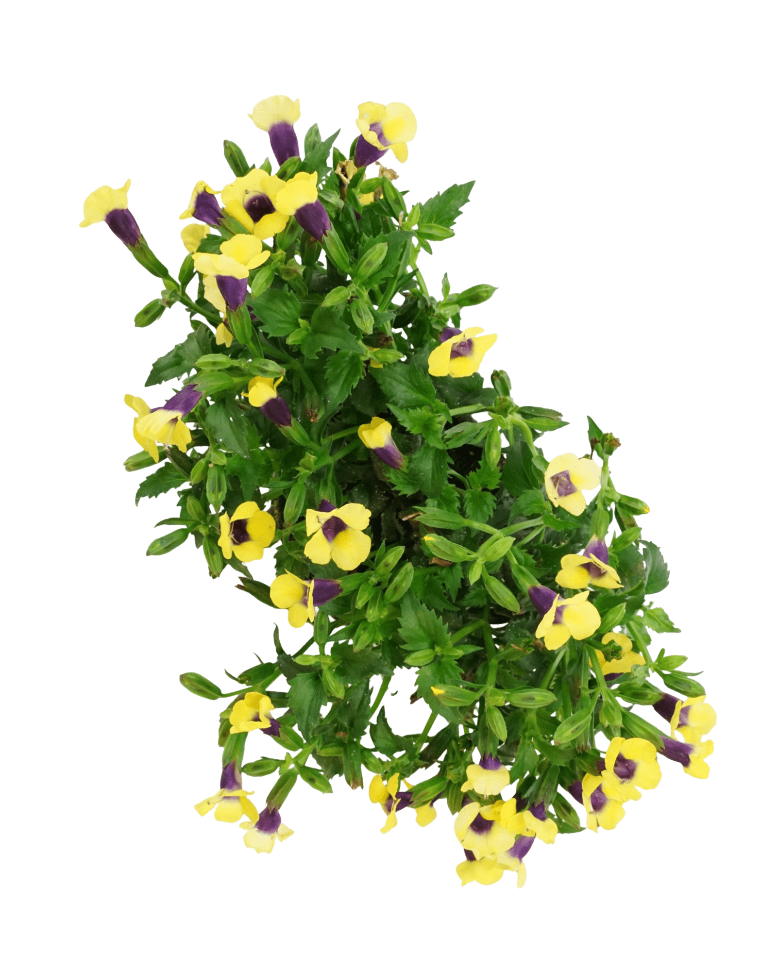 Torenia 'Catalina Gilded Grape' - The Garden Corner