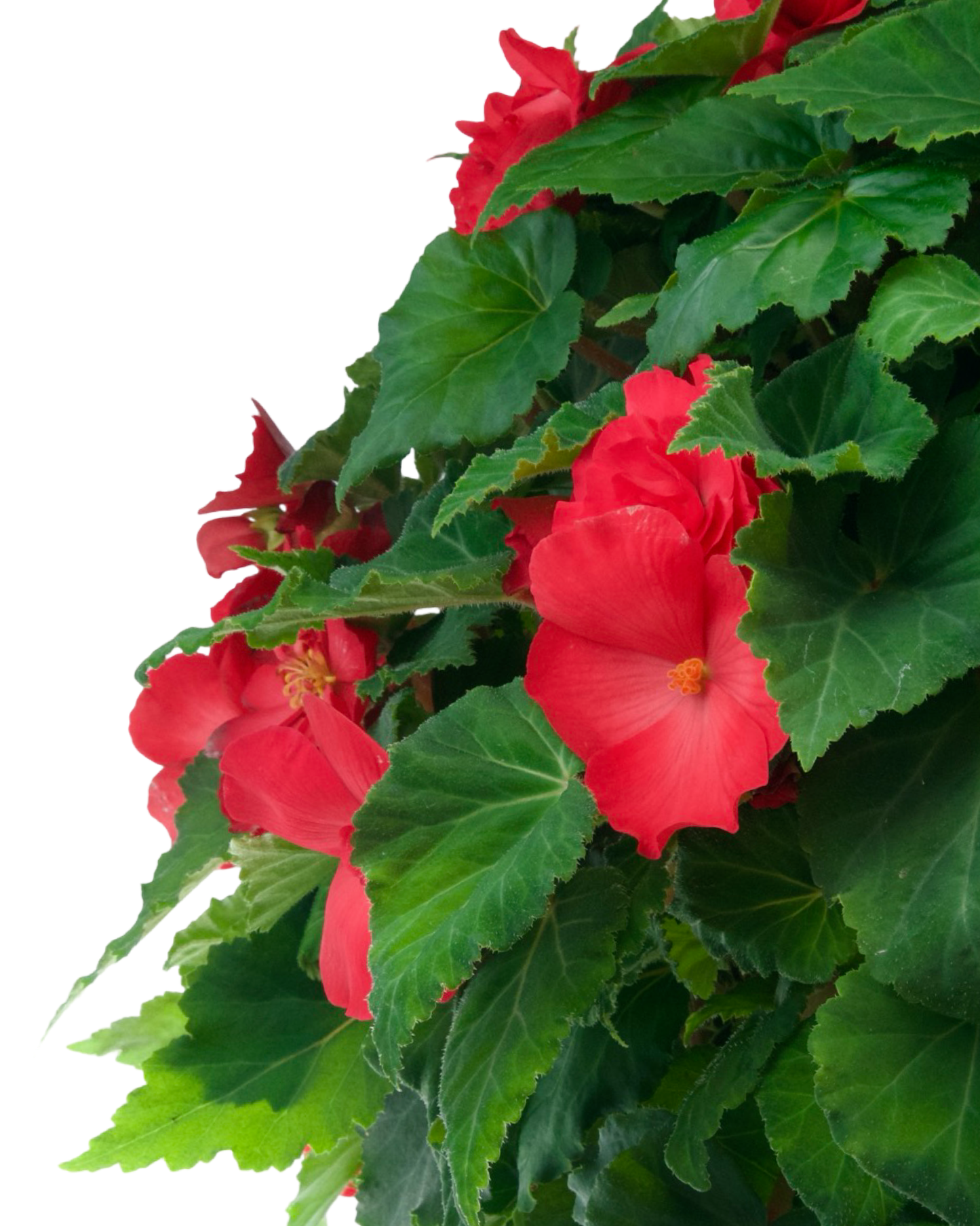 Moss Basket Nonstop Begonia