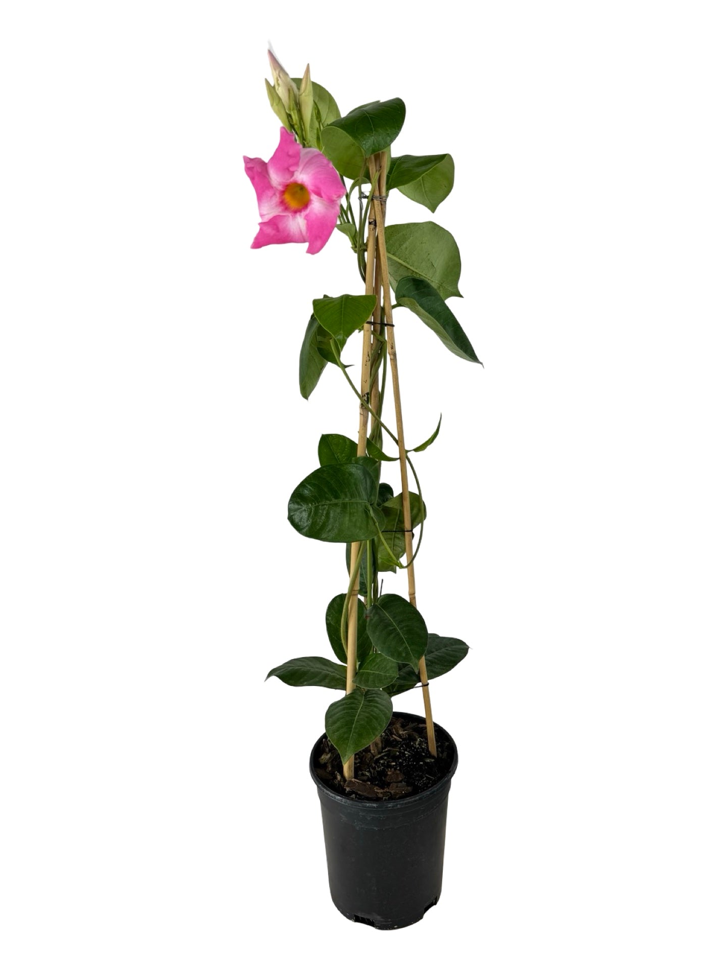 Mandevilla Sun Parasol® 'Giant Pink' - Tropical Plants