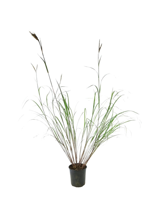 Andropogon gerardii 'Blackhawks' - The Garden Corner