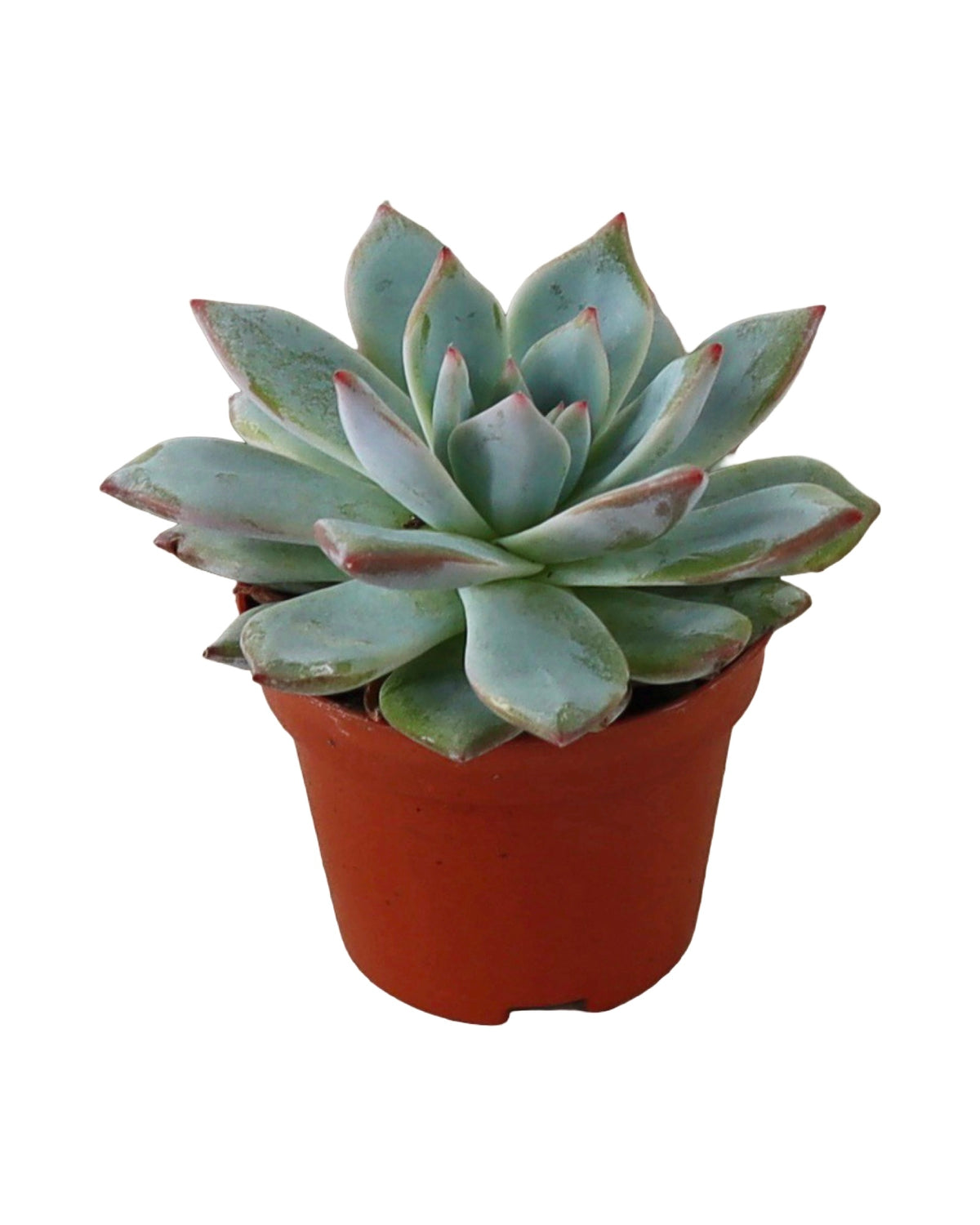 Echeveria ‘Blue Bird’ - House Plants