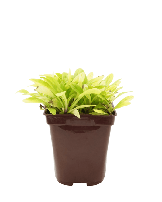 Ajuga 'Cordial Canary' - The Garden Corner