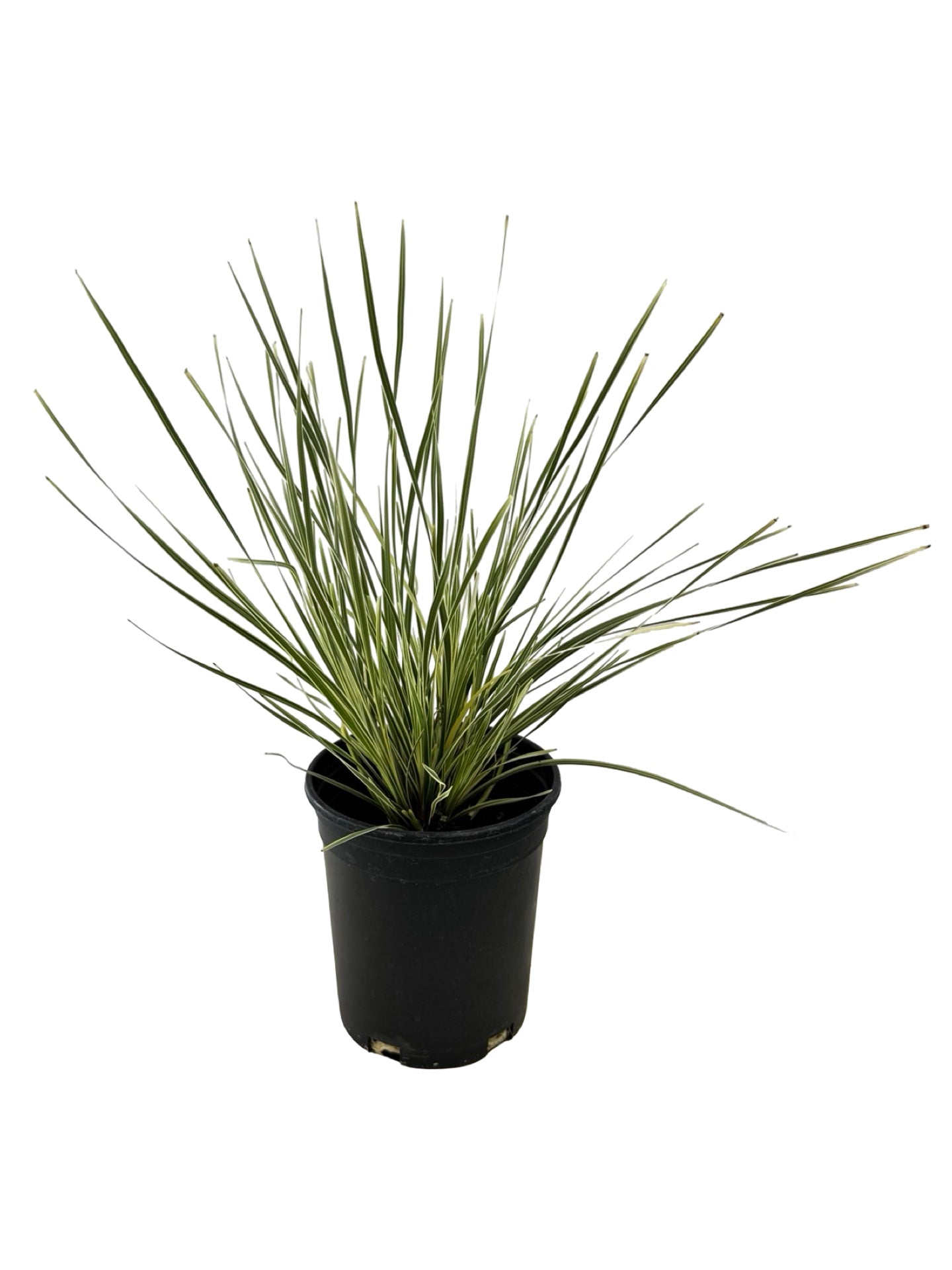 Lomandra longifolia 'Platinum Beauty' - Perennials