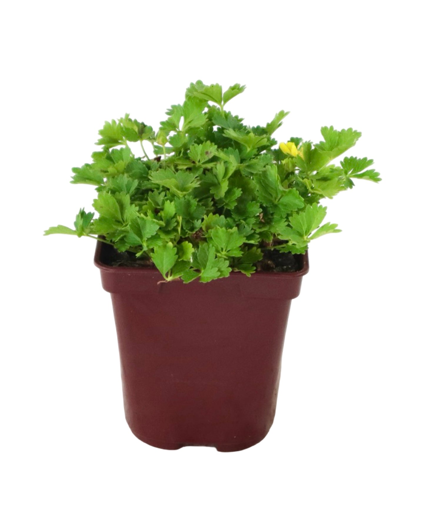 Potentilla neumanniana 'Nana' - Perennials