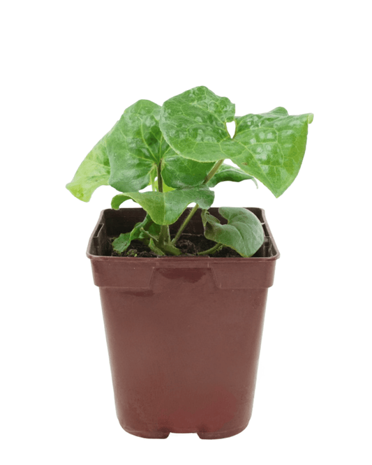 Asarum caudatum - The Garden Corner