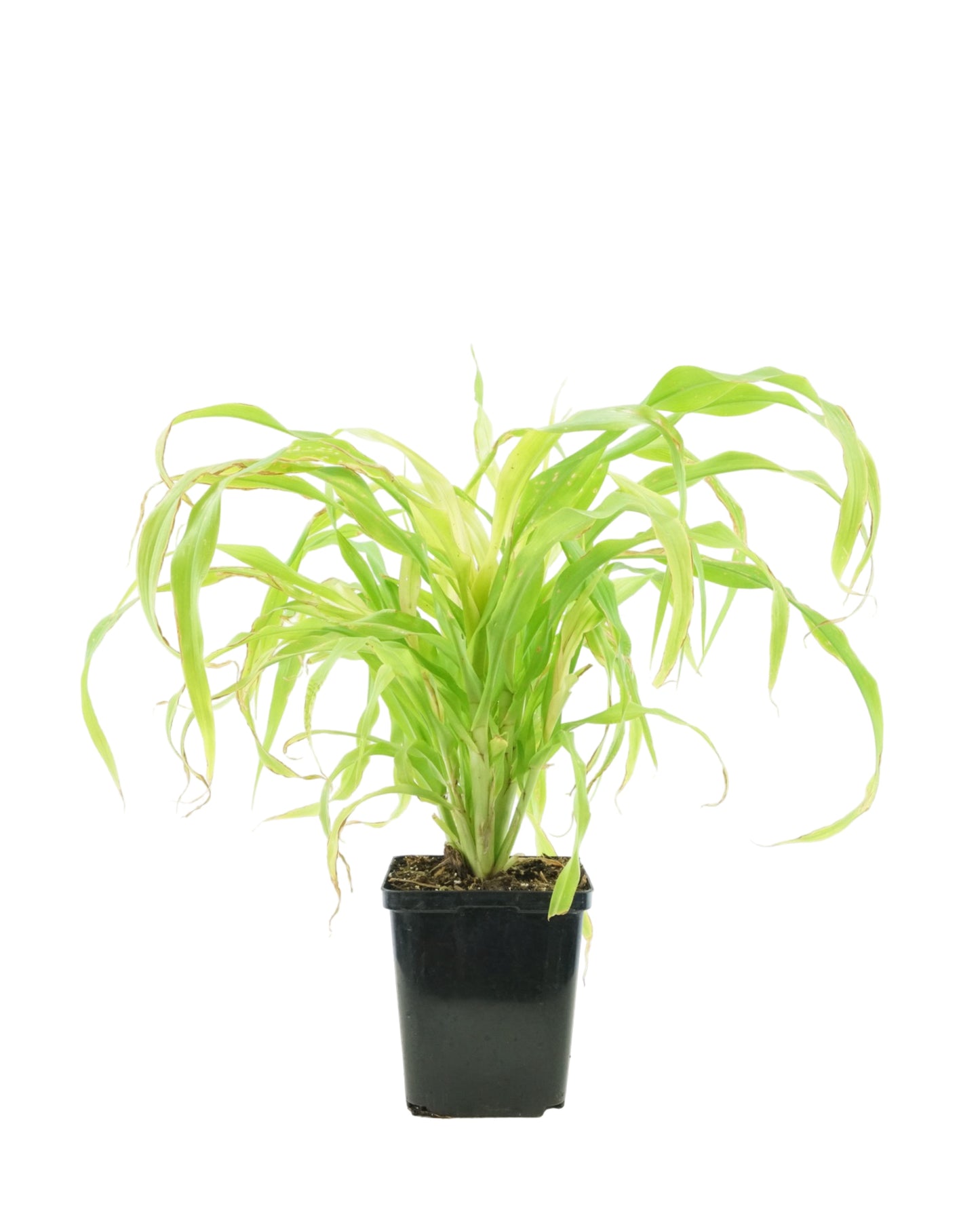 Millet 'Jade Princess' - Seasonal Plant