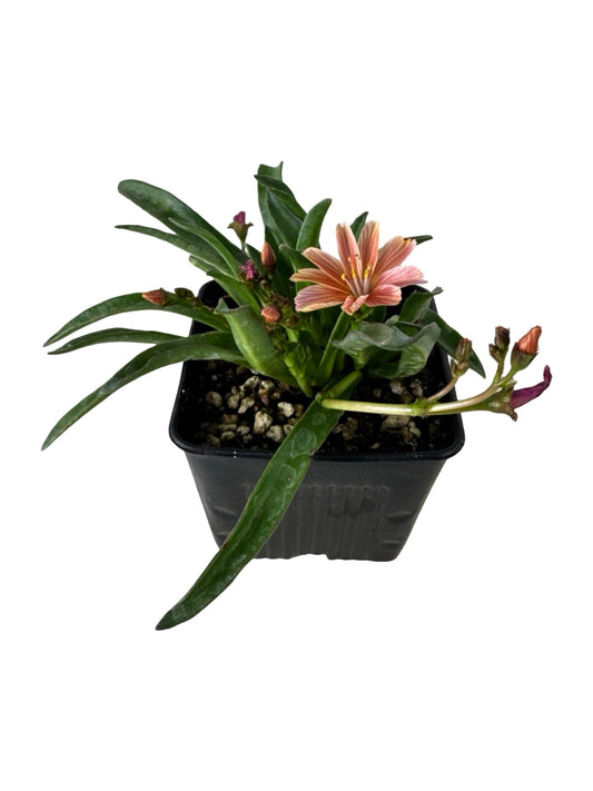 Lewisia 'Little Plum' - Perennials