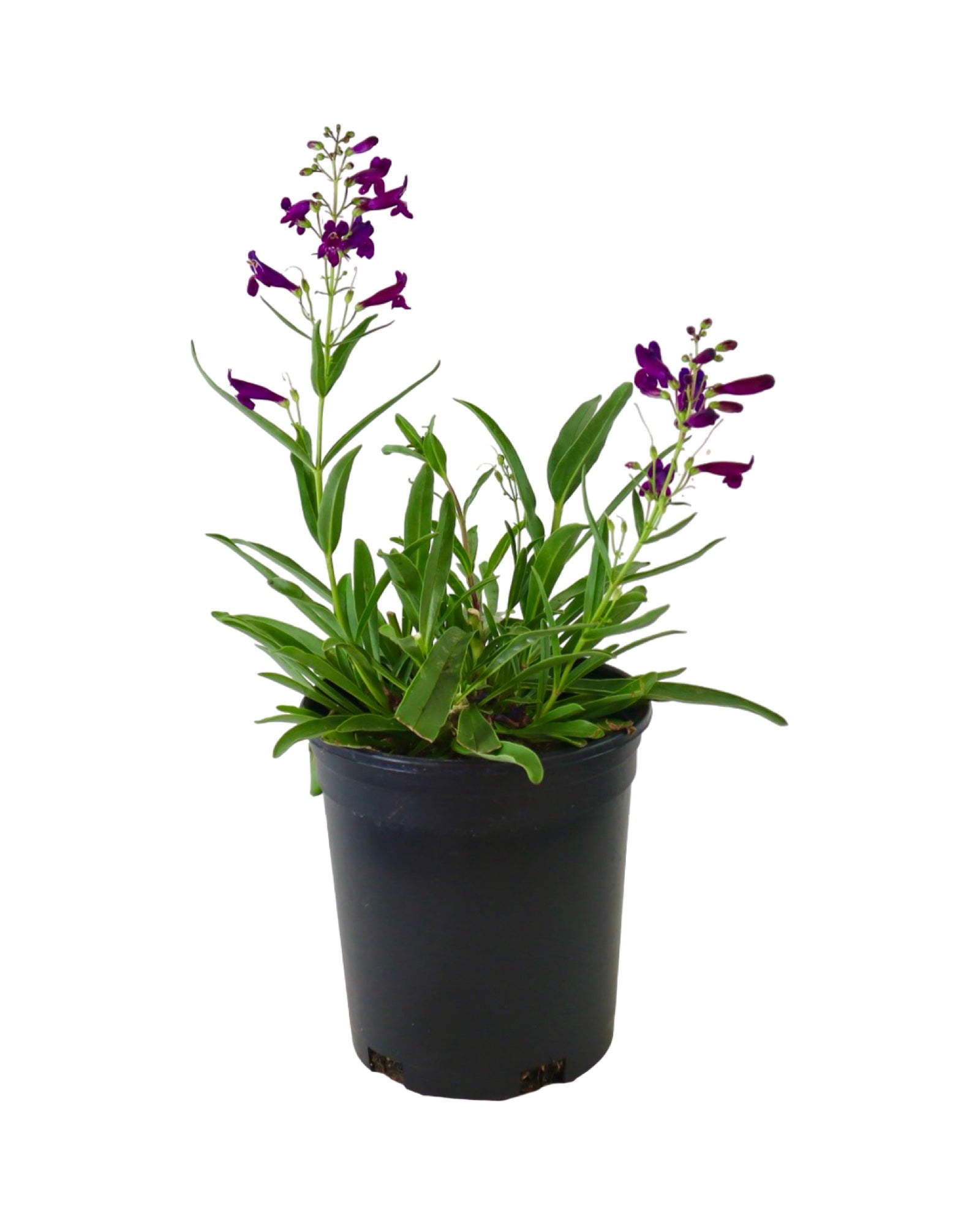 Penstemon 'Pristine Nightshade' - Perennials