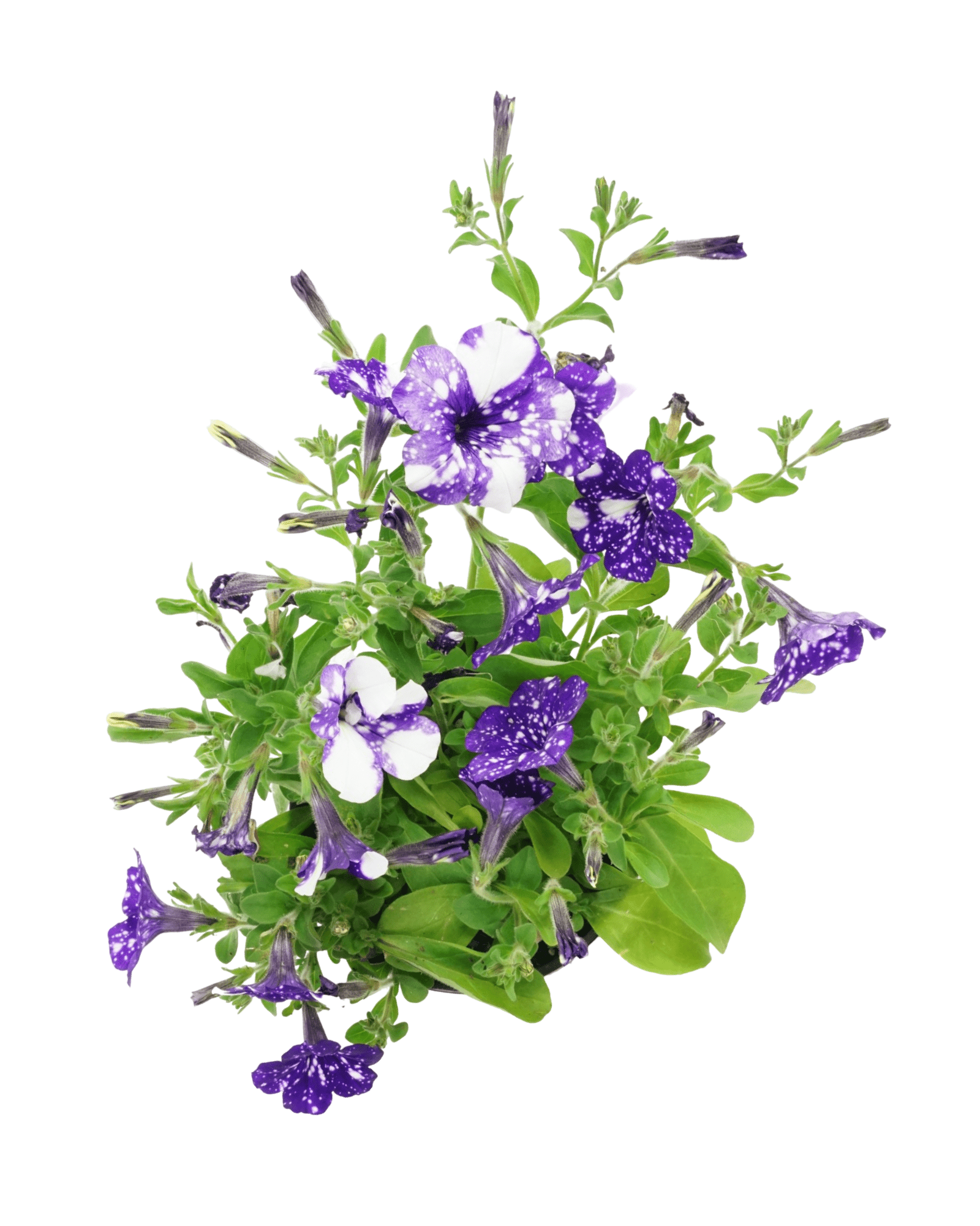 Petunia 'Headliner Night Sky' - The Garden Corner
