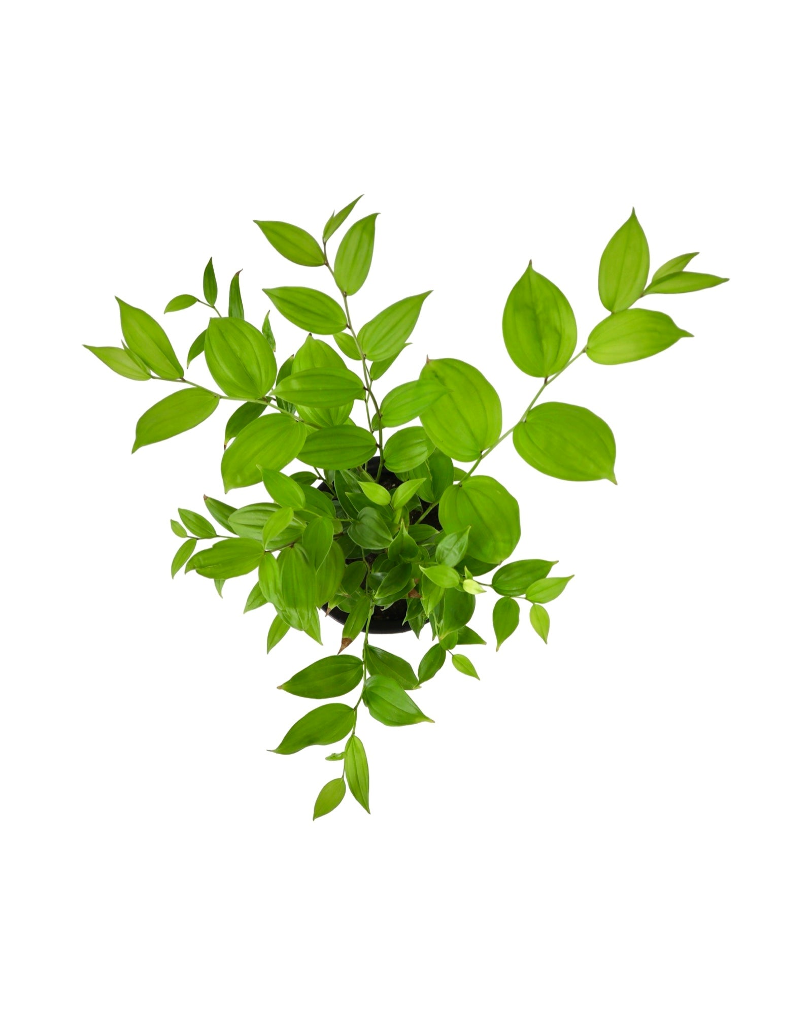 Disporum 'Night Heron' - Shrubs