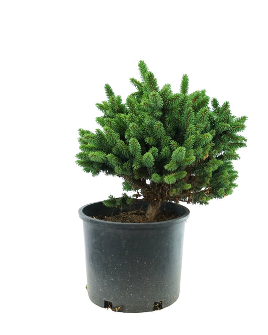 Picea abies 'Motala'
