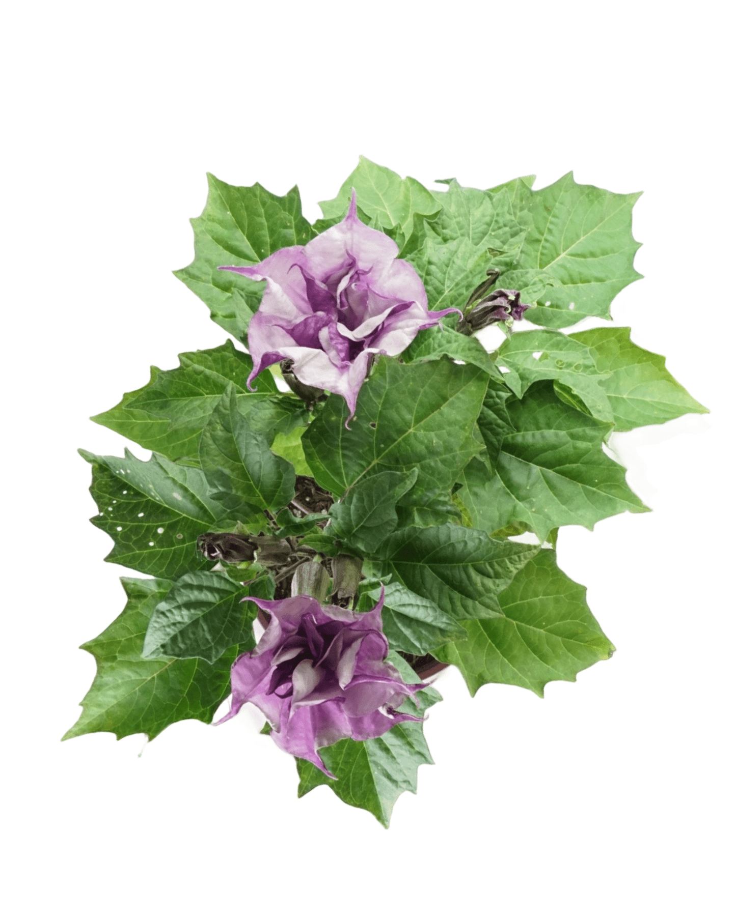 Datura 'Double Lavender' - The Garden Corner