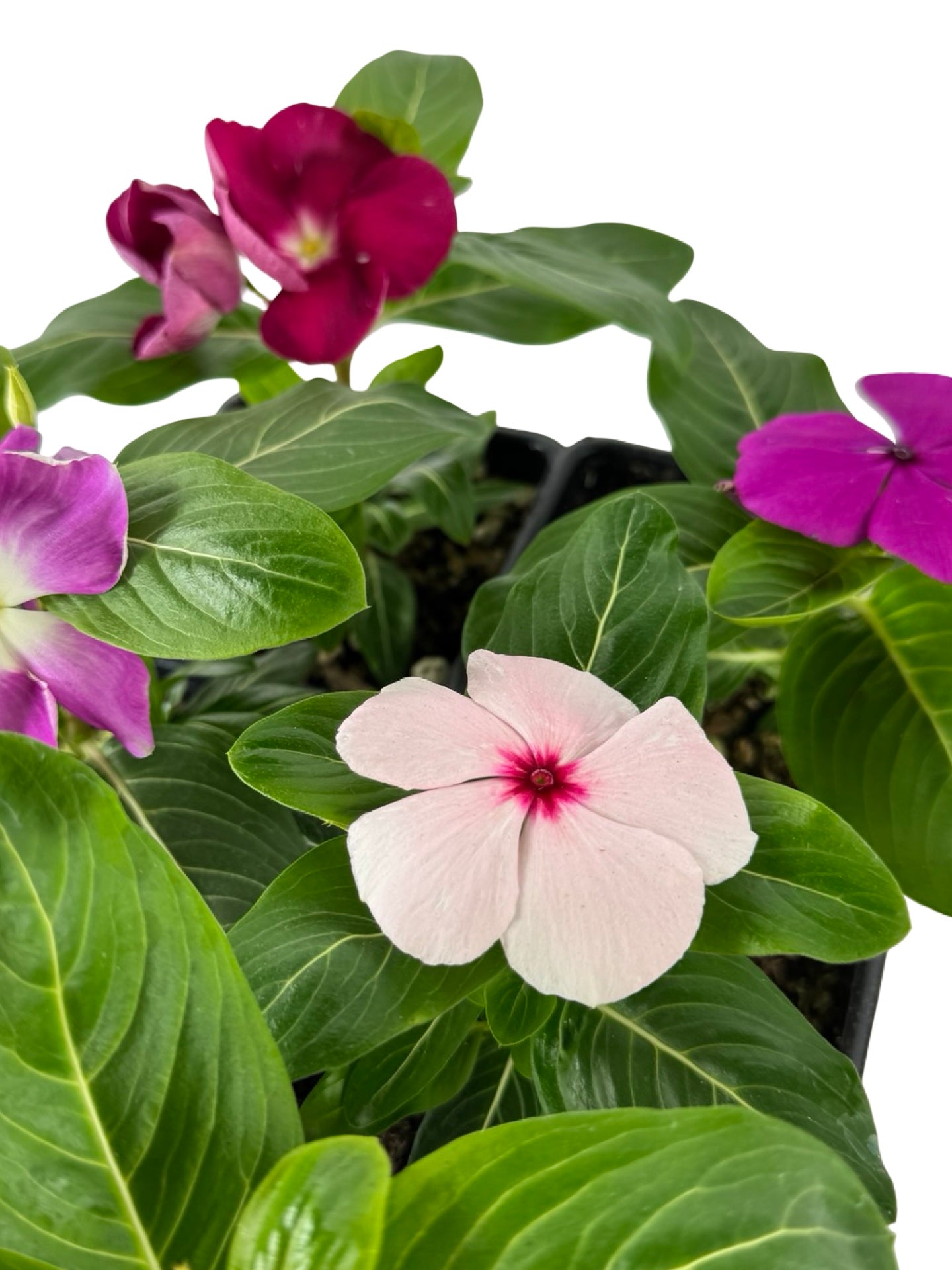 Catharanthus roseus 'Mega Bloom Mix' - Annuals