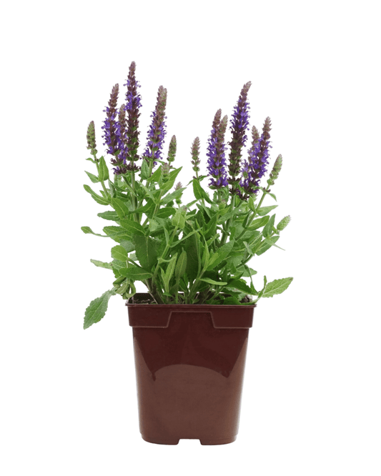 Salvia sylvestris 'Little Night' - The Garden Corner