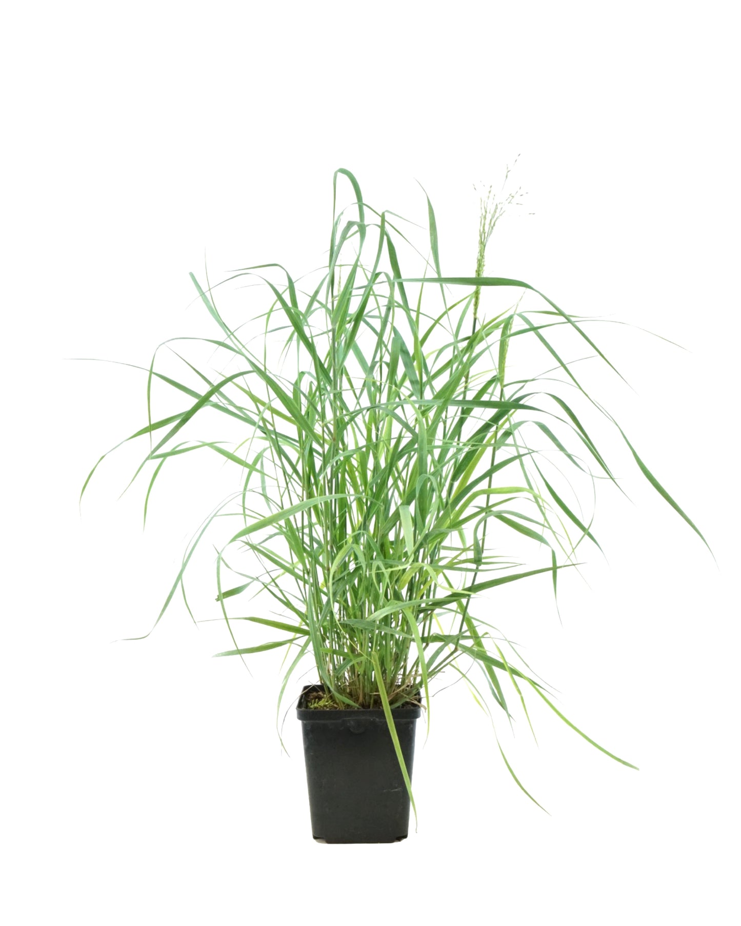 Panicum virgatum 'Heavy Metal' - Perennials