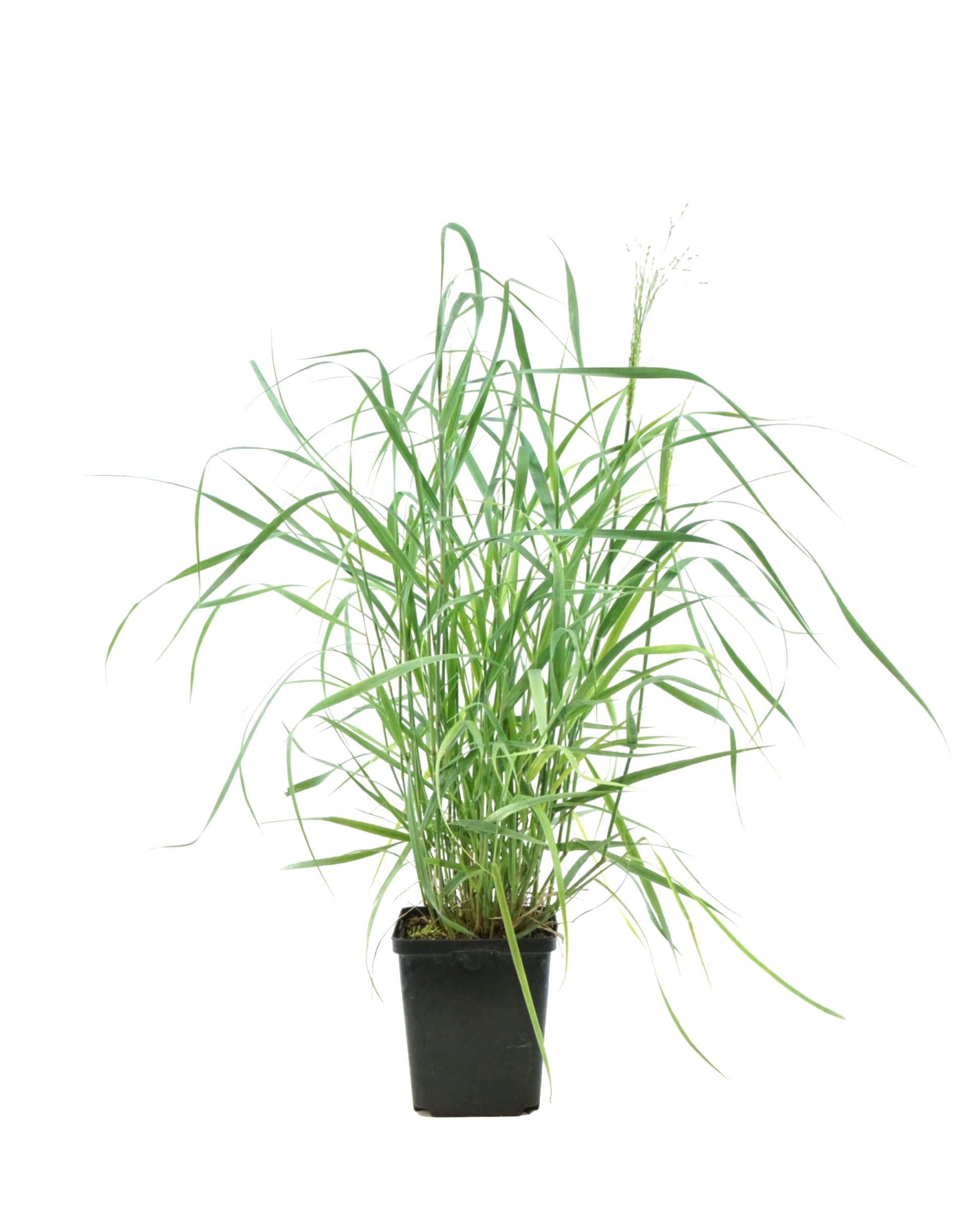 Panicum virgatum 'Heavy Metal' - Perennials