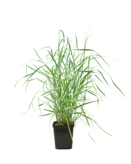 Panicum virgatum 'Heavy Metal' - Perennials