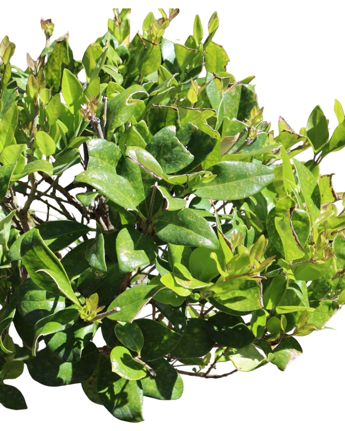 Ligustrum japonicum 'Texanum' 3 Ball Poodle - Shrubs