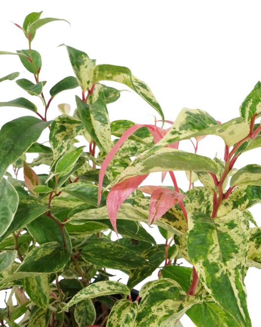 Leucothoe fontanesiana 'Rainbow'