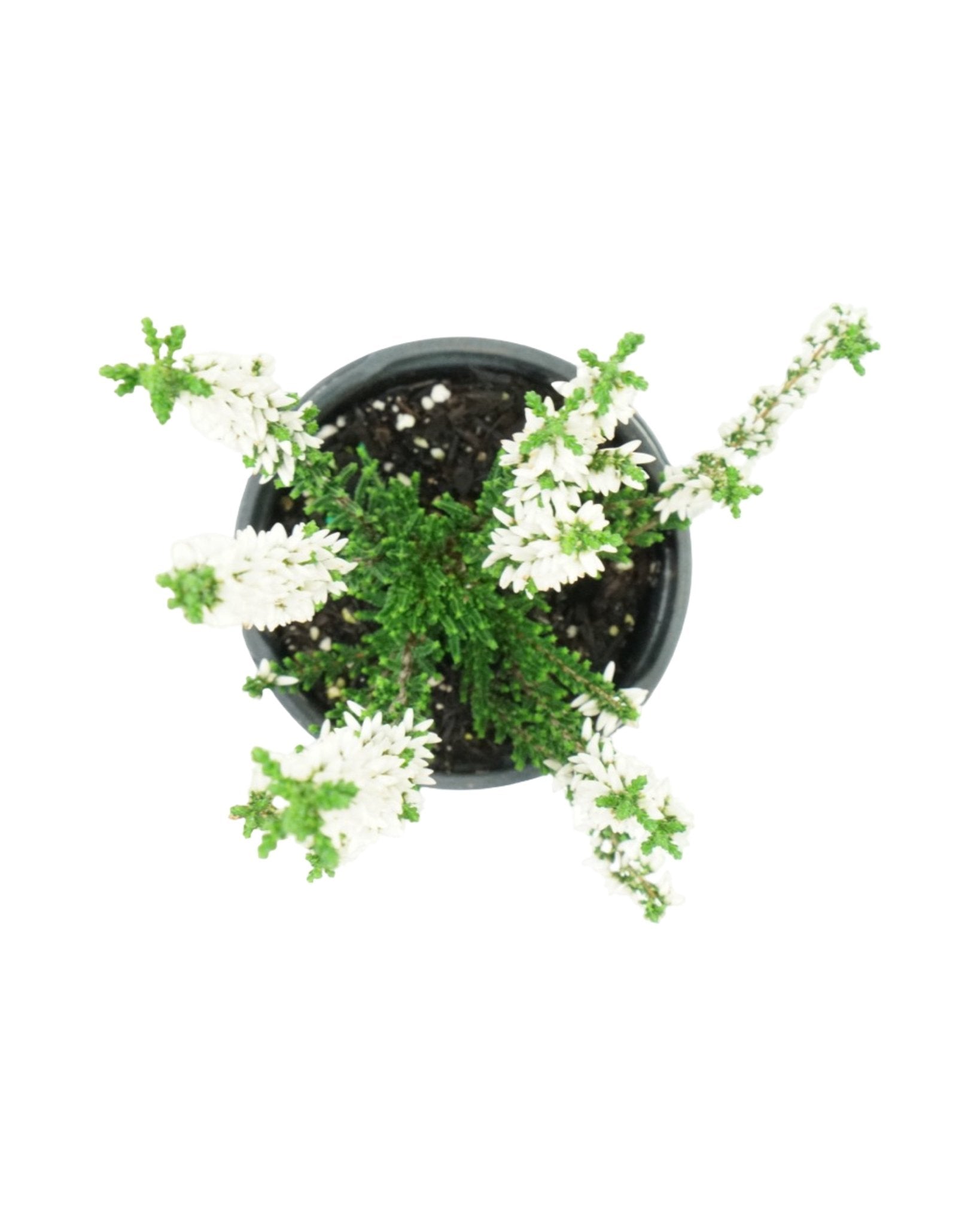 Calluna vulgaris 'Veluwe' - The Garden Corner