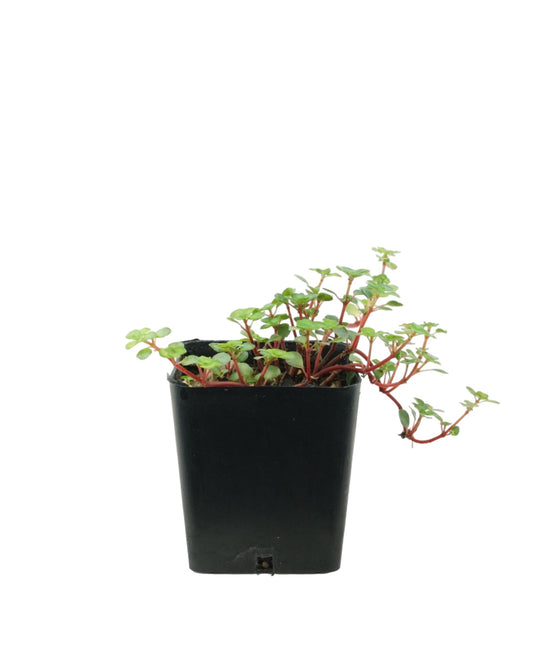 Pilea glauca