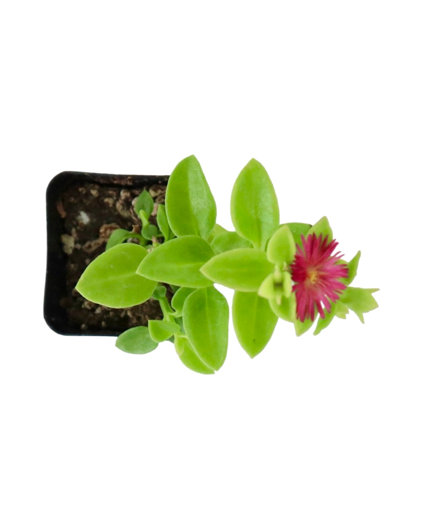 Mesembryanthemum cordifolium - House Plants