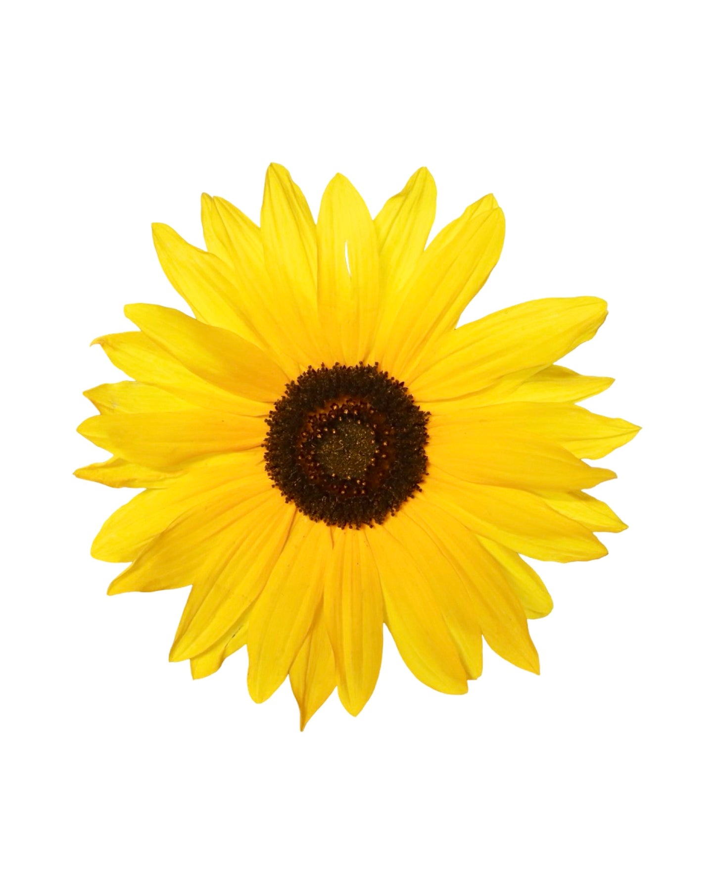 Helianthus 'Sunfinity' - Annuals