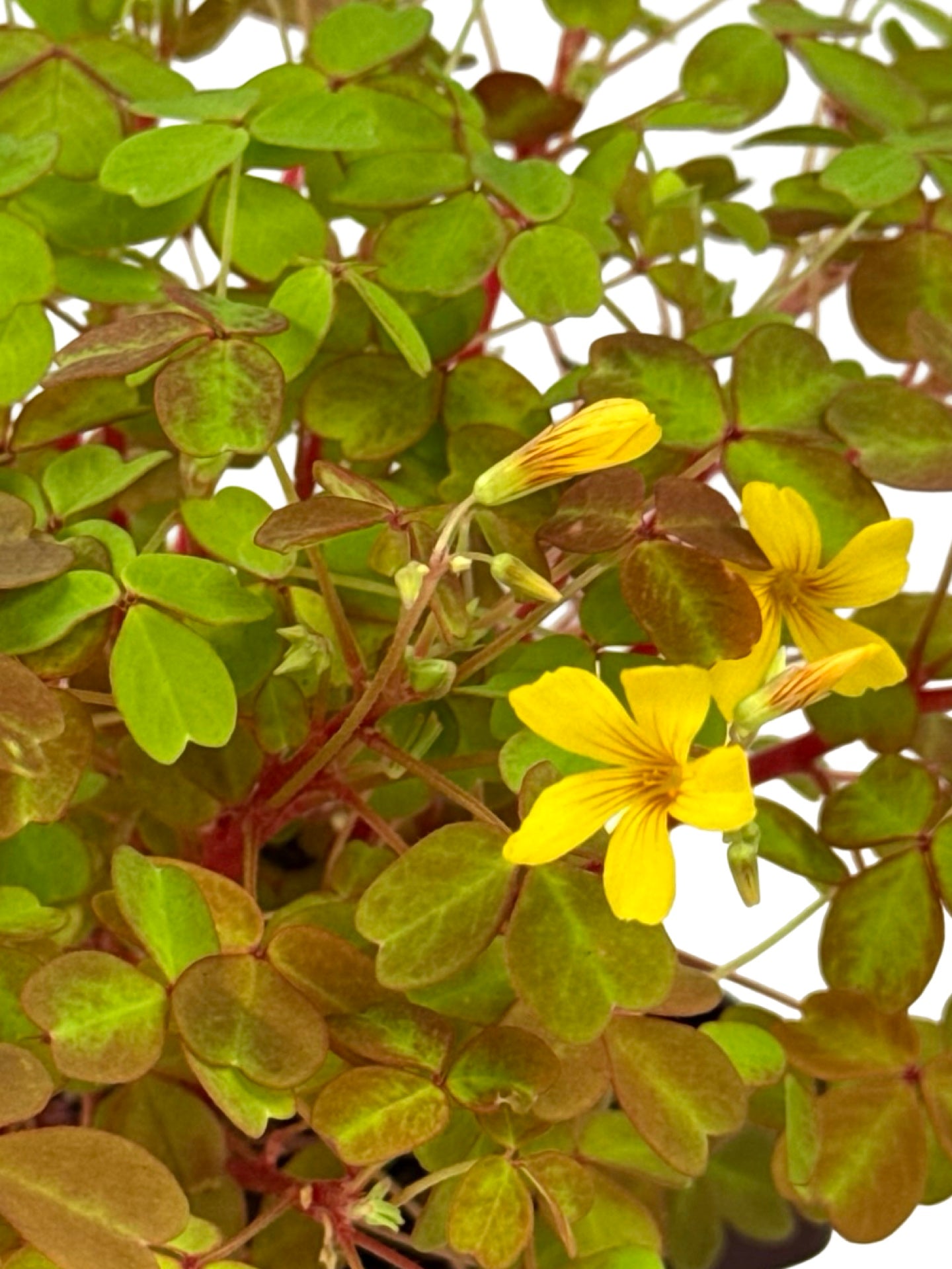 Oxalis 'Sunset Velvet' - Groundcovers