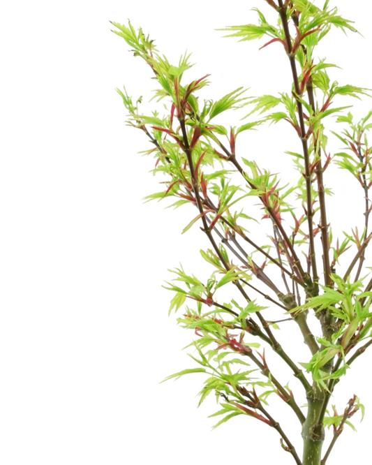 Acer palmatum 'Sharp's Pygmy'